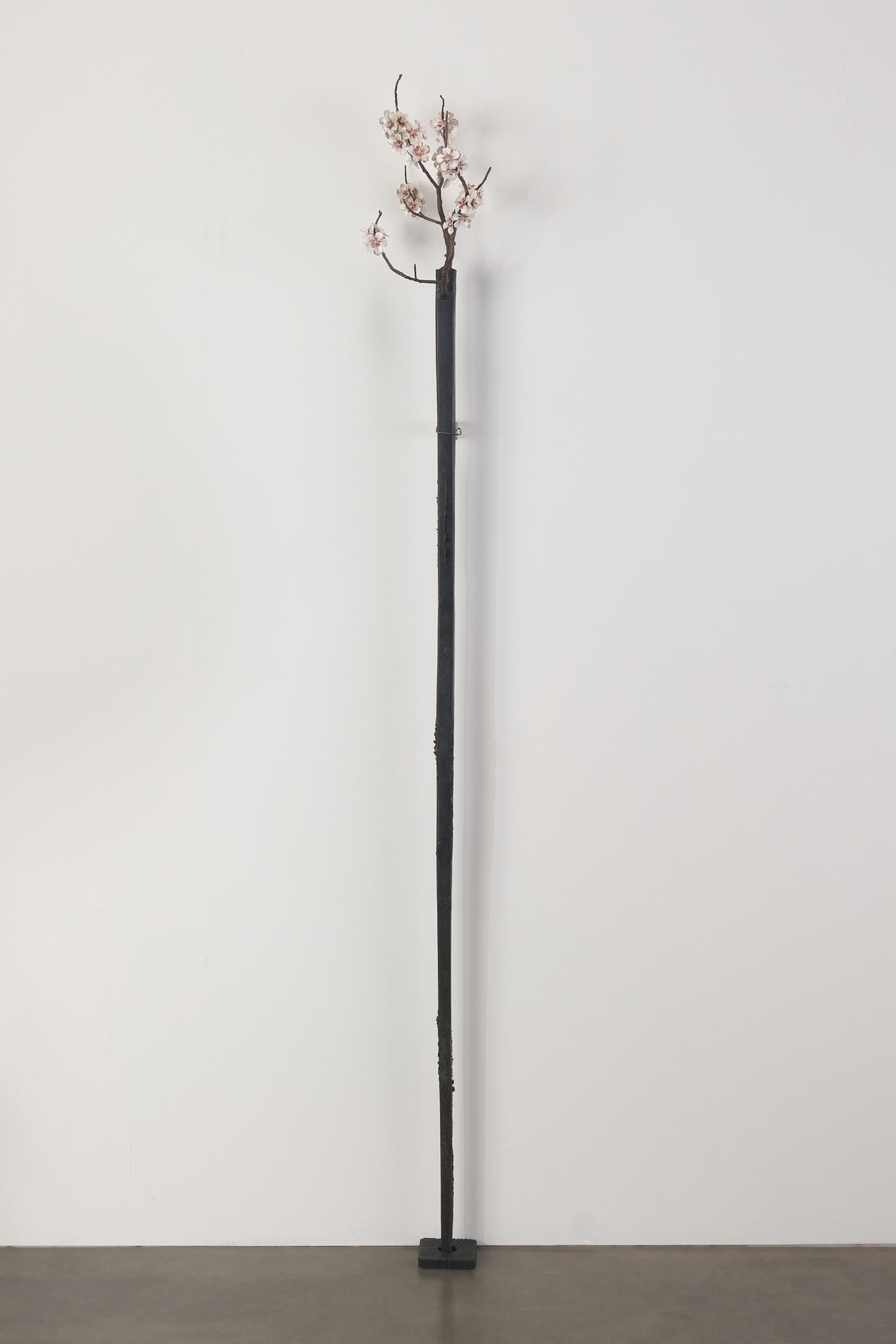 AARON'S ROD WITH ALMOND BLOSSOMS BY DIANE TINTOR