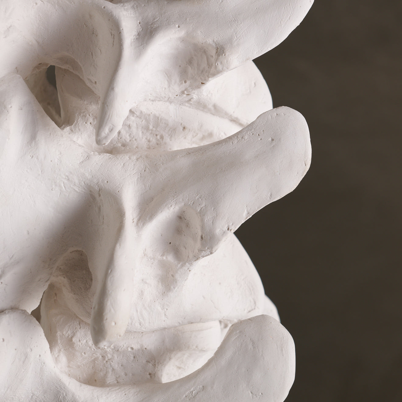 BCW VERTEBRAE TABLE LAMP FROM THE PRIMAL COLLECTION