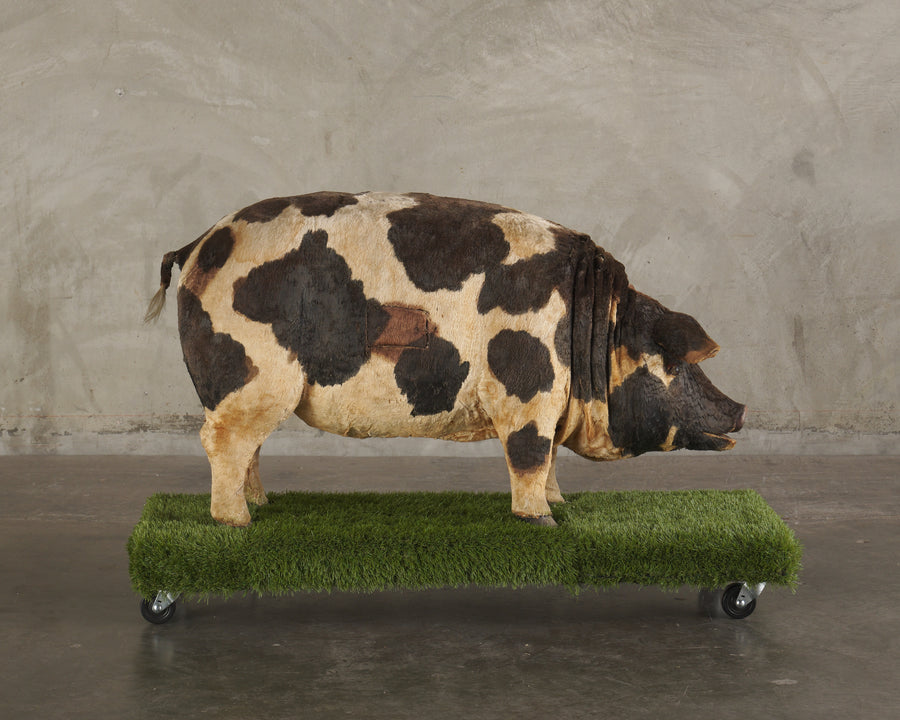 ANTIQUE MECHANICAL HOG CHARACTER DISPLAY CO. PIG , USA 1925