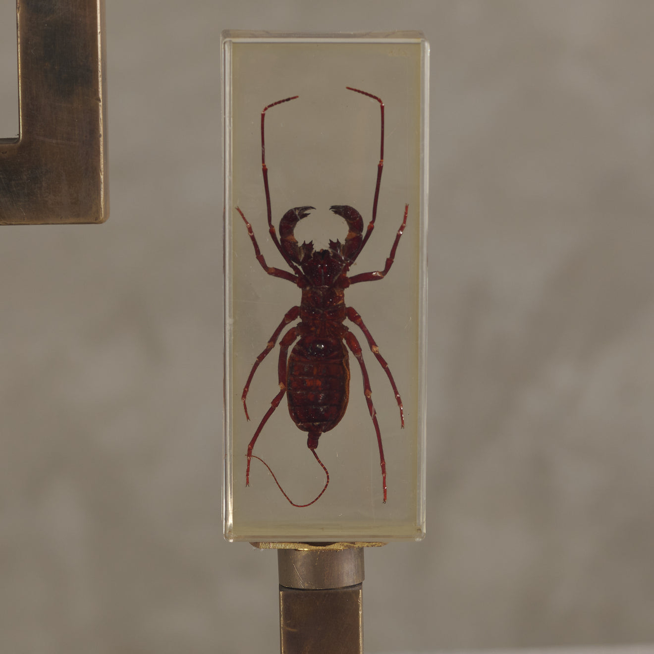 ENTOMOLOGY TABLE LAMP