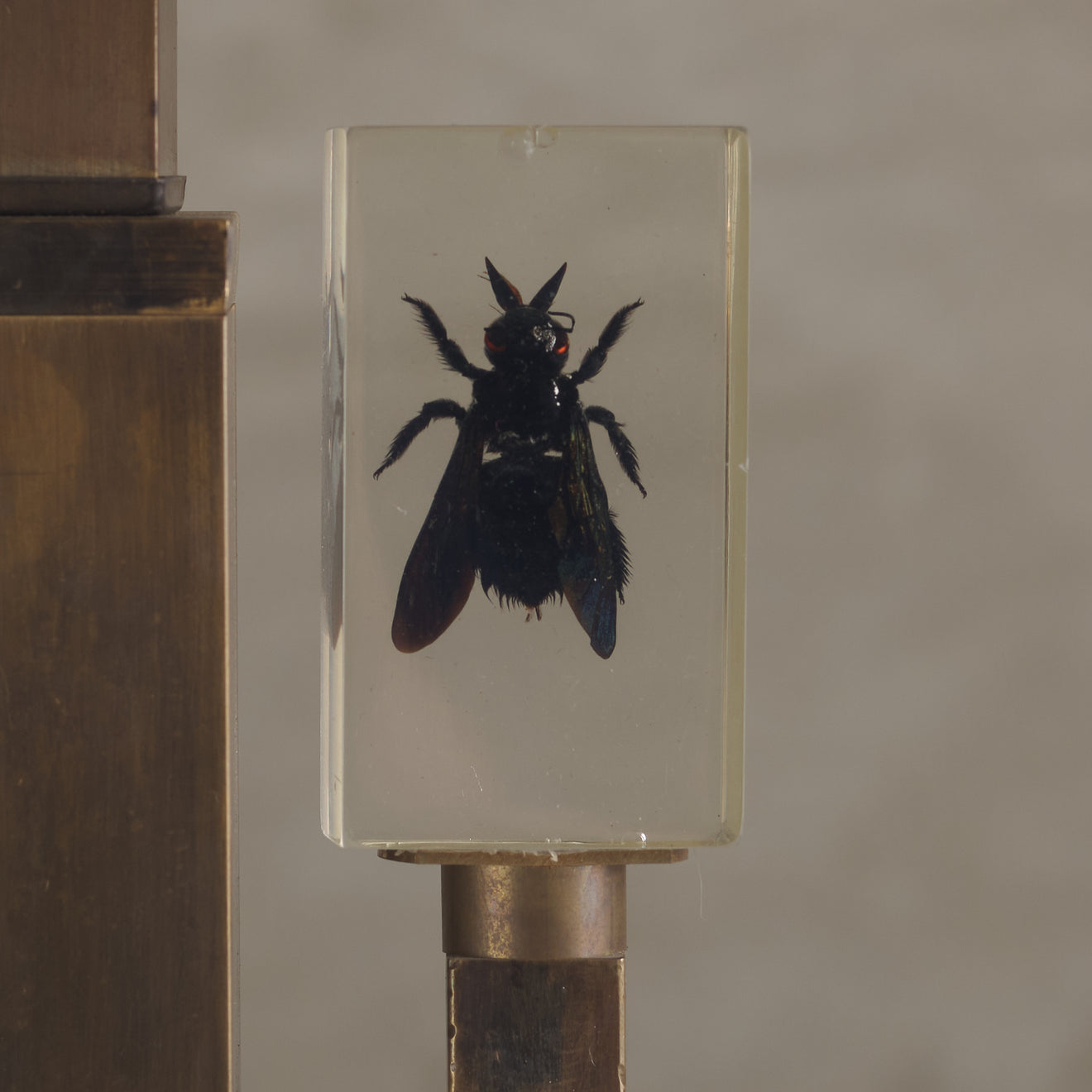 ENTOMOLOGY TABLE LAMP