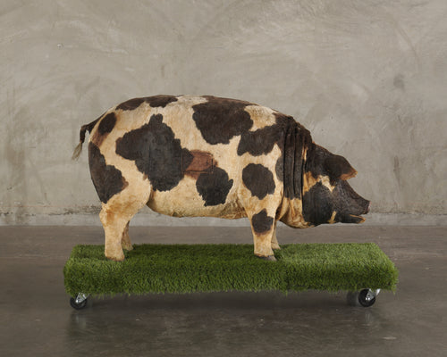 ANTIQUE MECHANICAL HOG CHARACTER DISPLAY CO. PIG , USA 1925