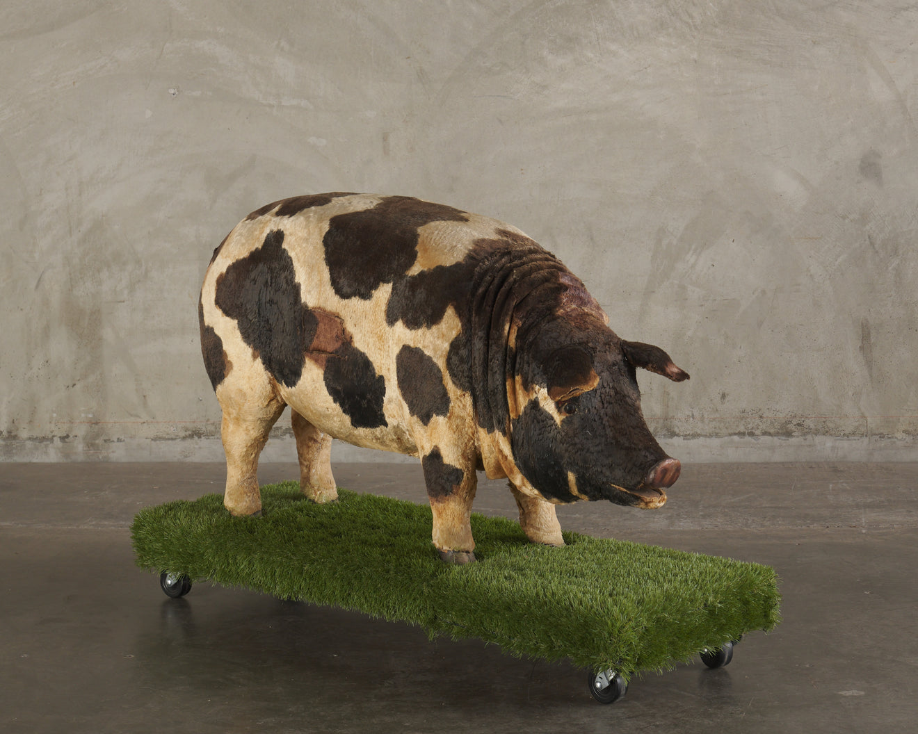 ANTIQUE MECHANICAL HOG CHARACTER DISPLAY CO. PIG , USA 1925