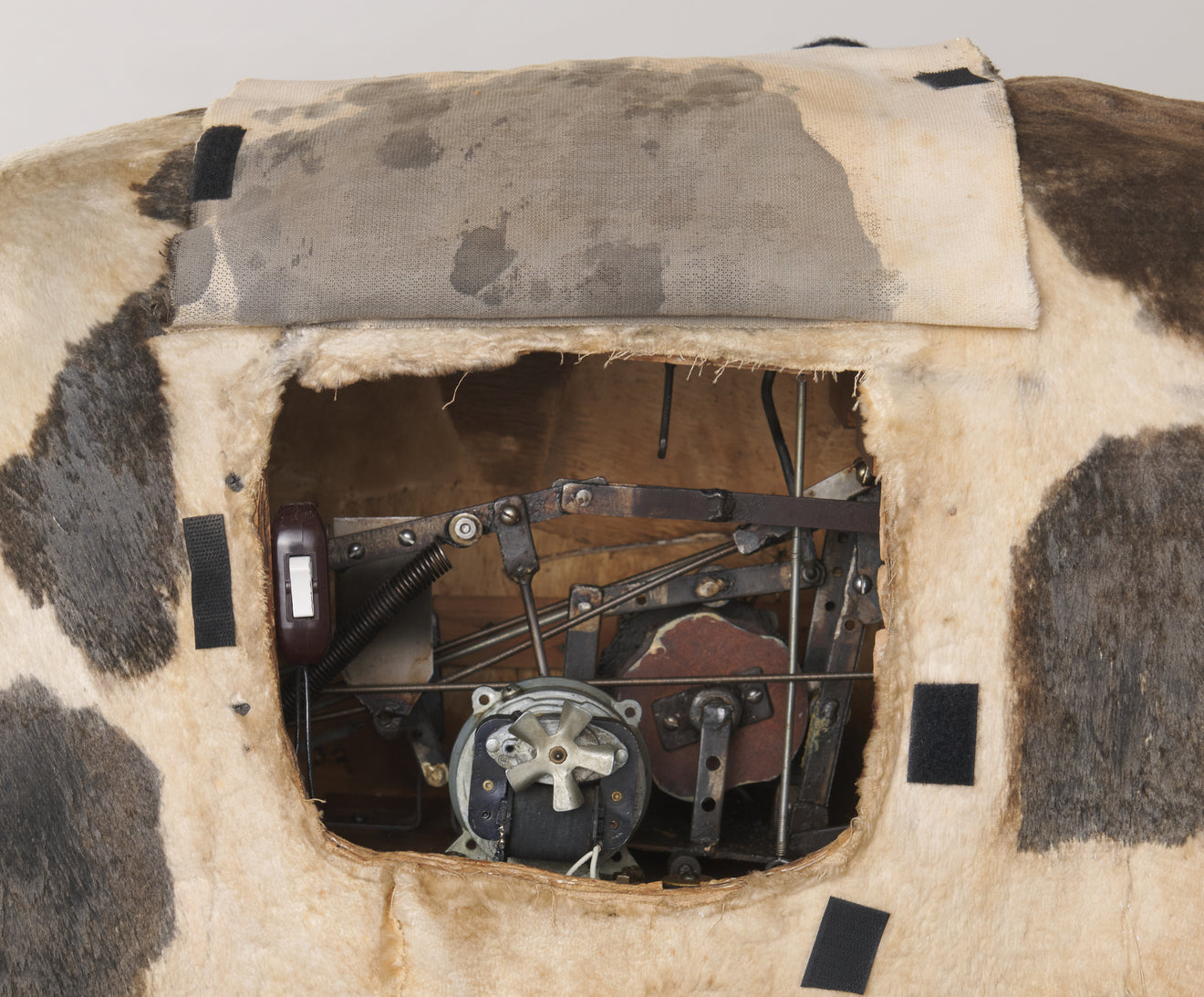 ANTIQUE MECHANICAL HOG CHARACTER DISPLAY CO. PIG , USA 1925