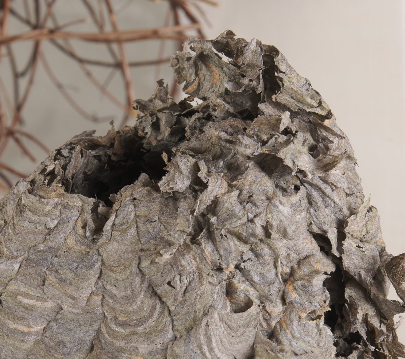COLLECTION OF 5 WASP HIVES/NESTS