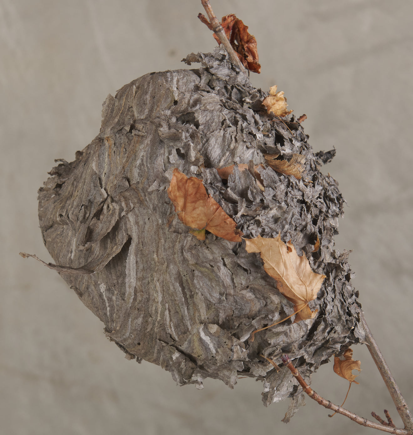COLLECTION OF 5 WASP HIVES/NESTS