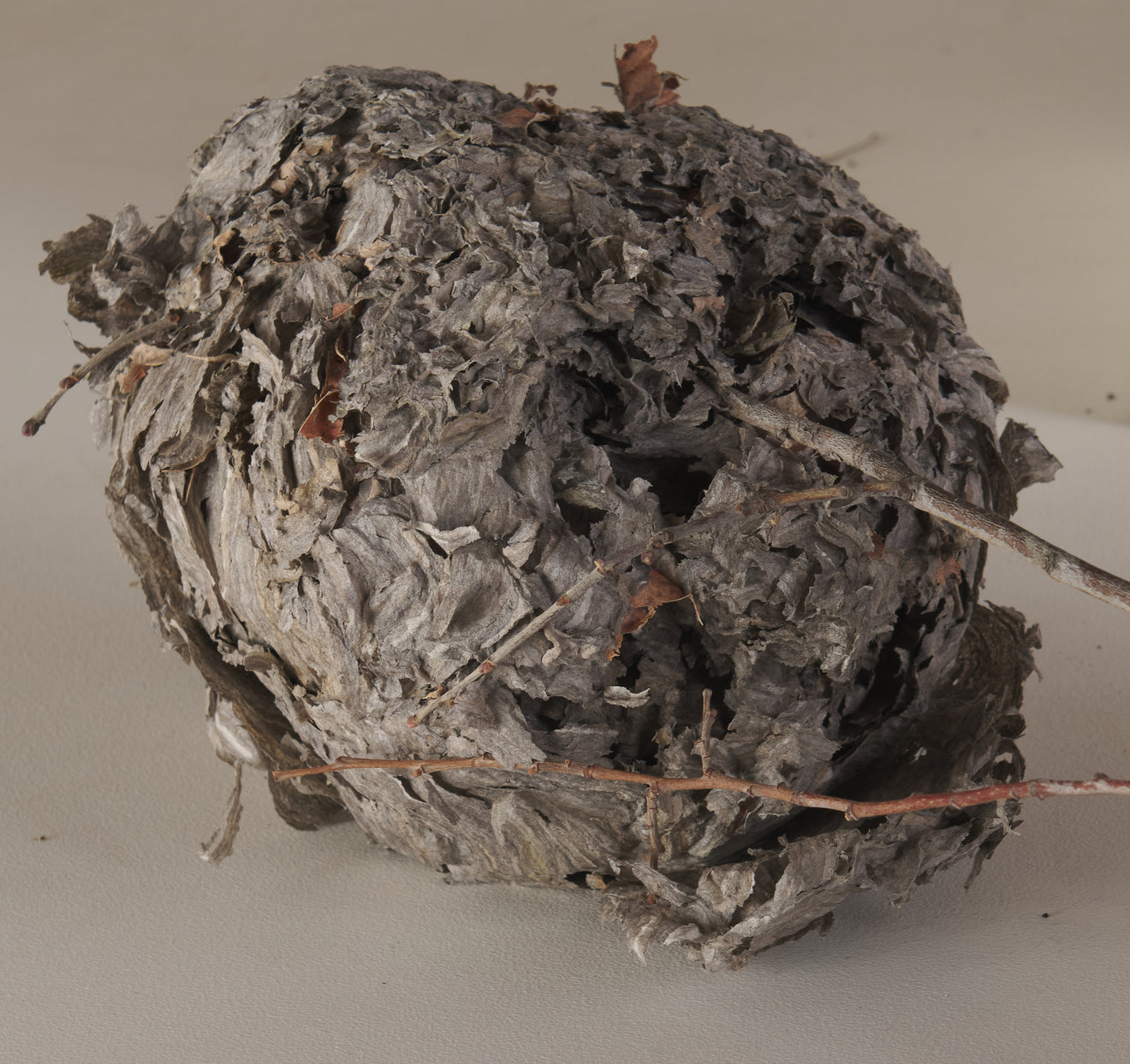 COLLECTION OF 5 WASP HIVES/NESTS