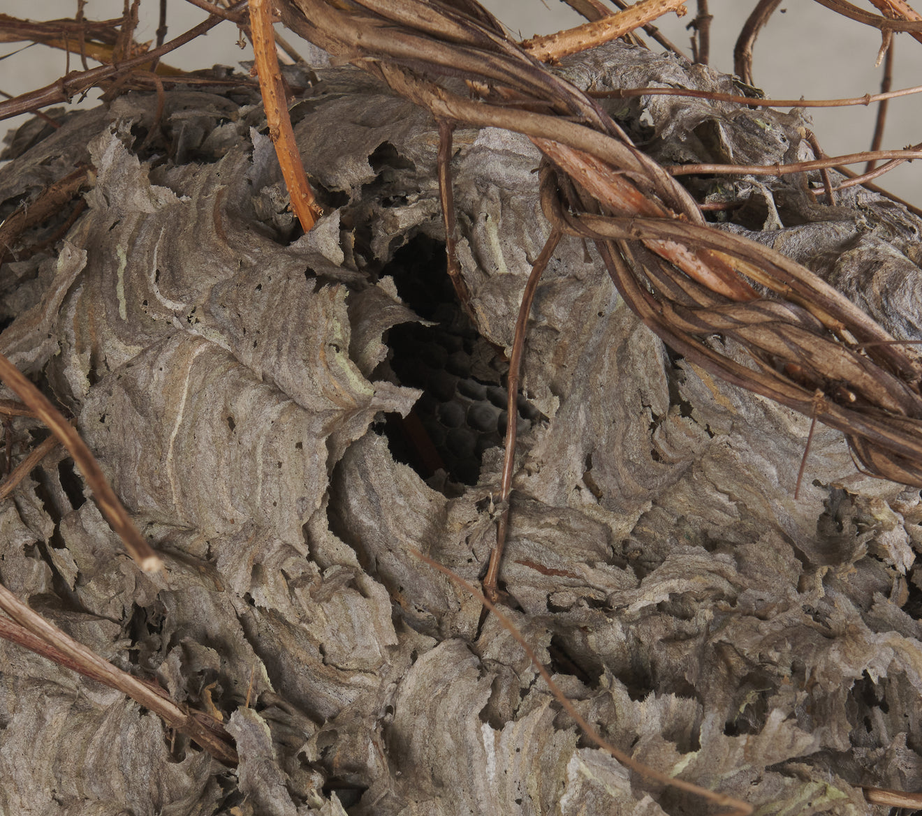 COLLECTION OF 5 WASP HIVES/NESTS
