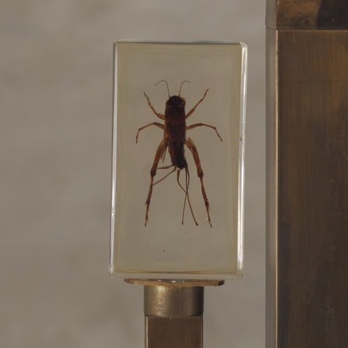 ENTOMOLOGY TABLE LAMP