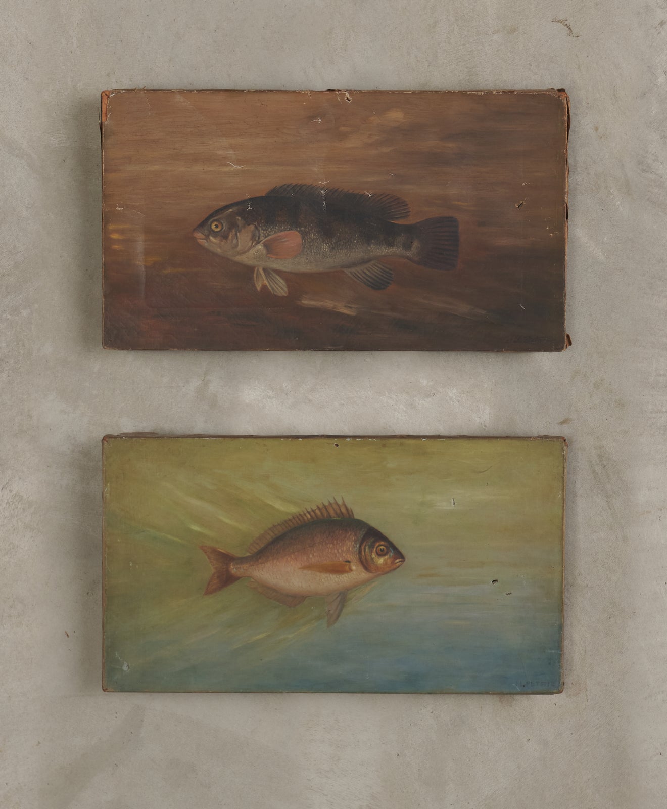 FISH OF NORTH AMERICA, TWO ORIGINAL OIL PAINTINGS SIGNED BY J.L PETRIE, C1891