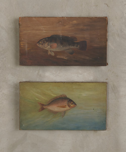 FISH OF NORTH AMERICA, TWO ORIGINAL OIL PAINTINGS SIGNED BY J.L PETRIE, C1891