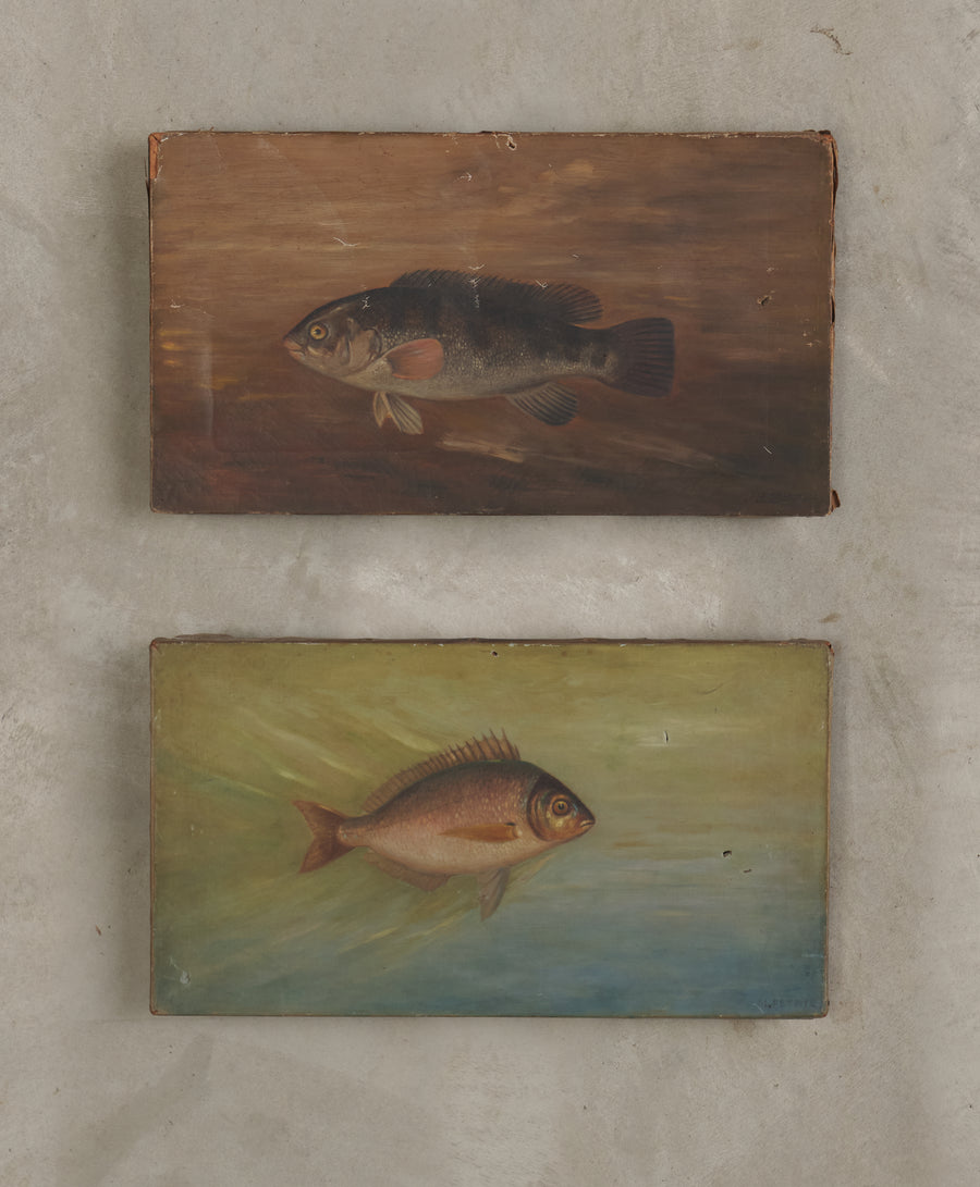 FISH OF NORTH AMERICA, TWO ORIGINAL OIL PAINTINGS SIGNED BY J.L PETRIE, C1891