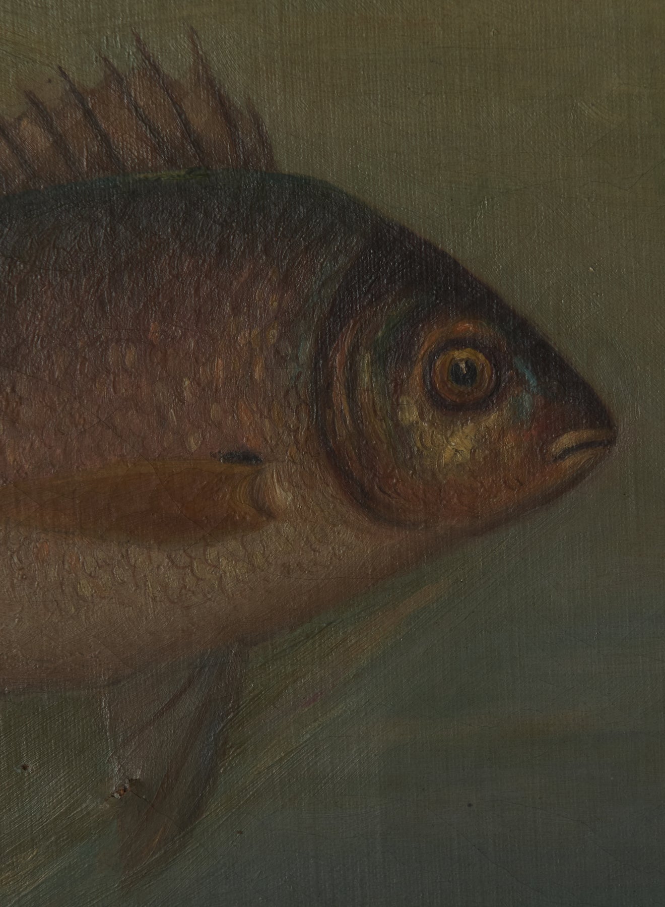 FISH OF NORTH AMERICA, TWO ORIGINAL OIL PAINTINGS SIGNED BY J.L PETRIE, C1891