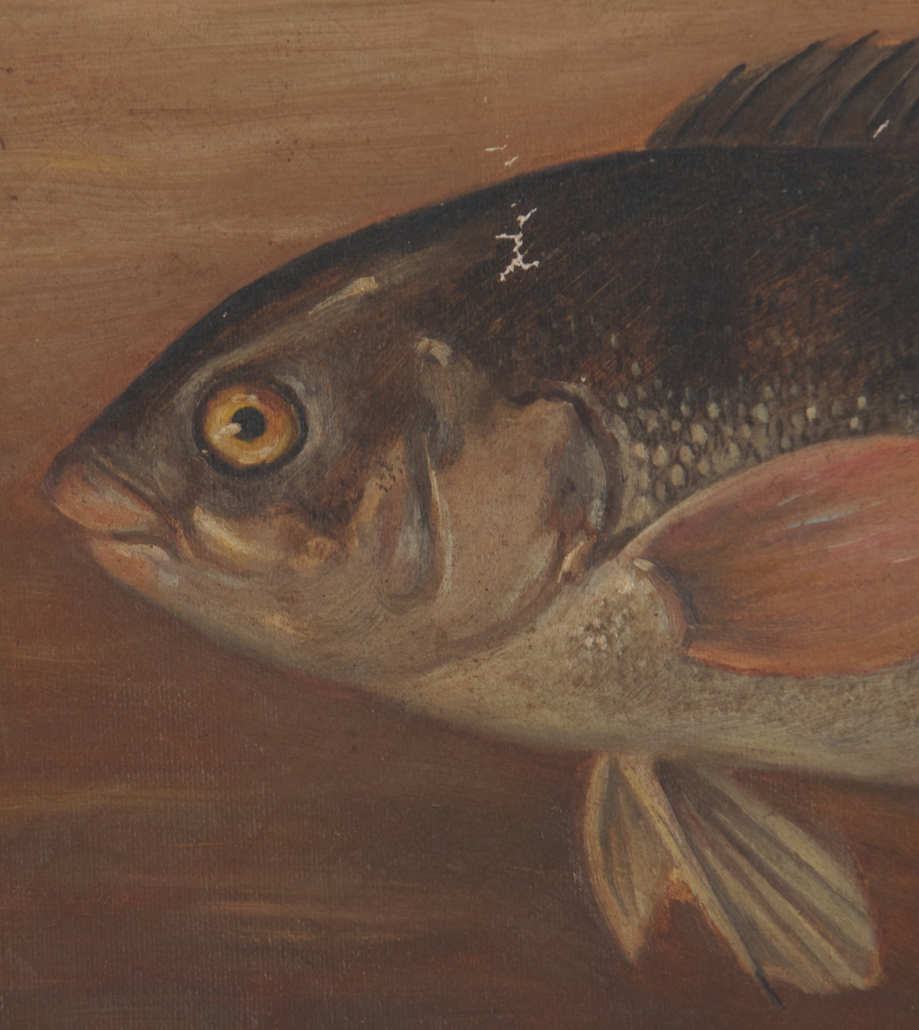 FISH OF NORTH AMERICA, TWO ORIGINAL OIL PAINTINGS SIGNED BY J.L PETRIE, C1891